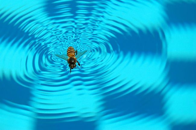 drop a tennis ball on the water and it will float around