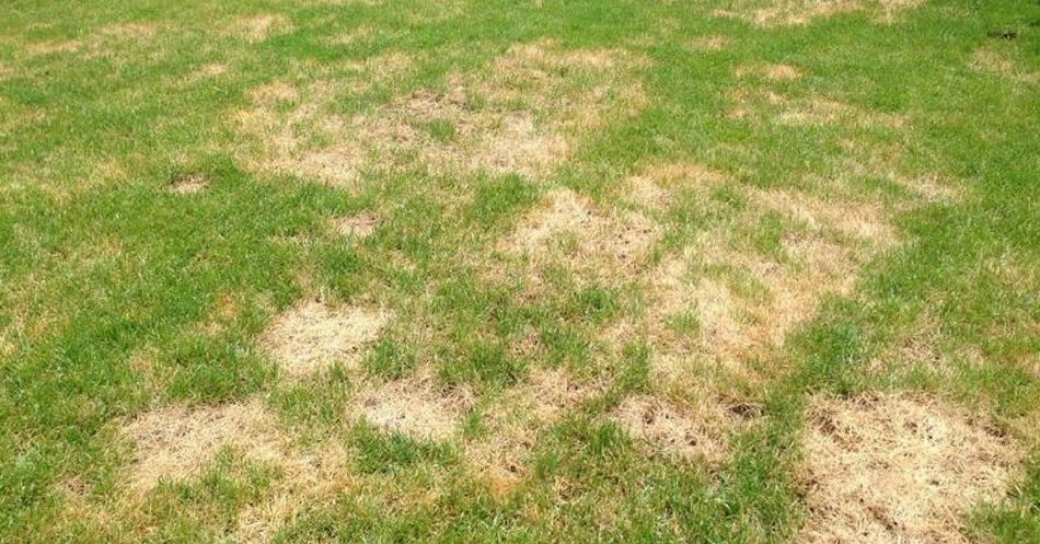 5 Tips To Keep Your Grass From Getting Those Gross Brown Spots