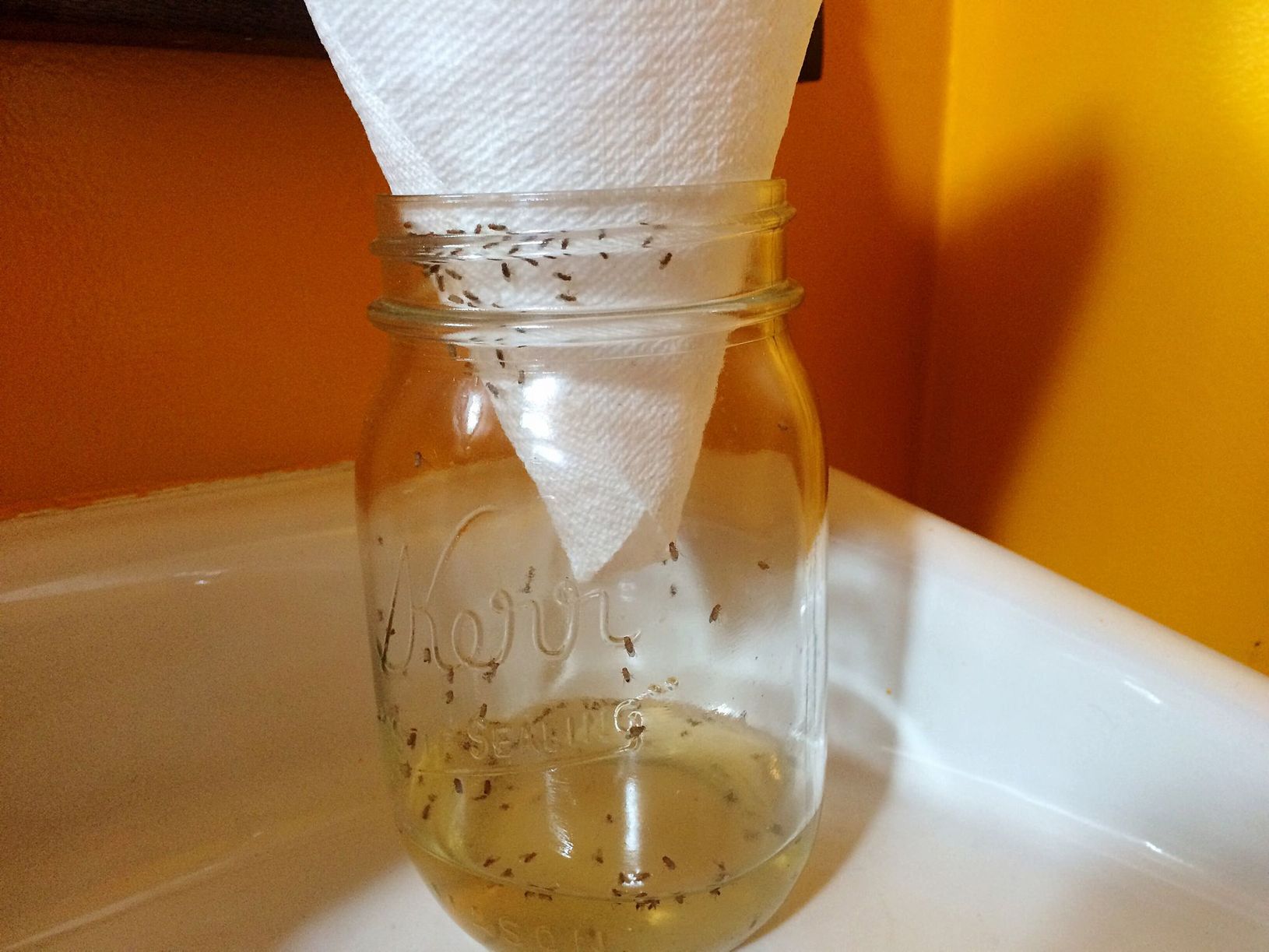 10-simple-tricks-to-rid-your-home-of-fruit-flies