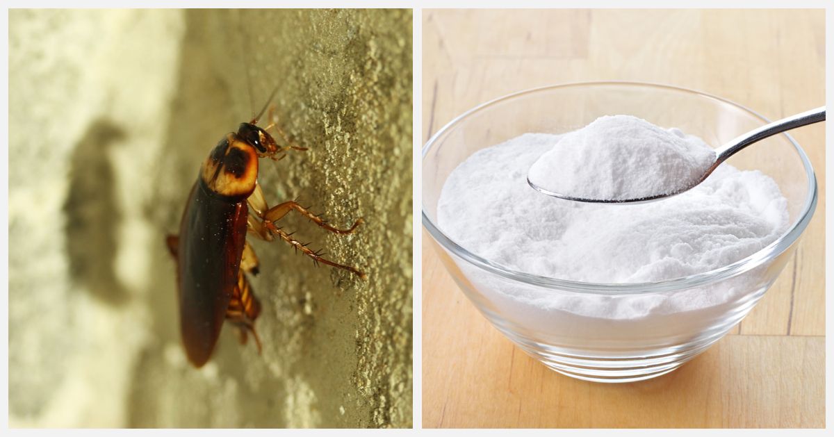 6 Simple Ways To Get Rid Of Cockroaches From Your Home