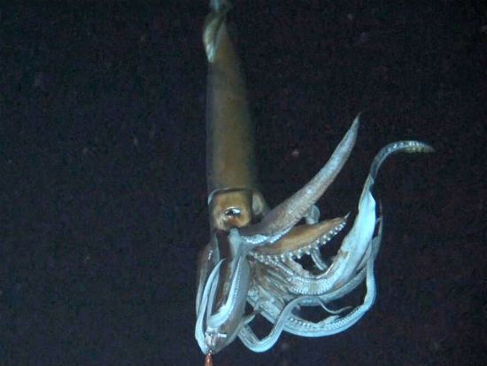 Giant Squid Washed Up On Beach Stuns Fisherman