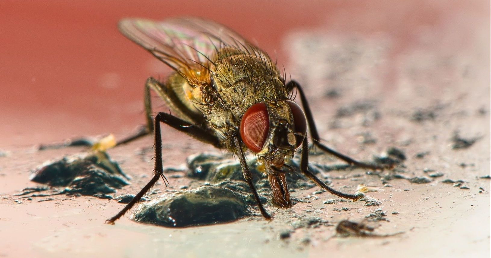 Here's What Really Happens When A Fly Lands On Your Food And It's Worse ...