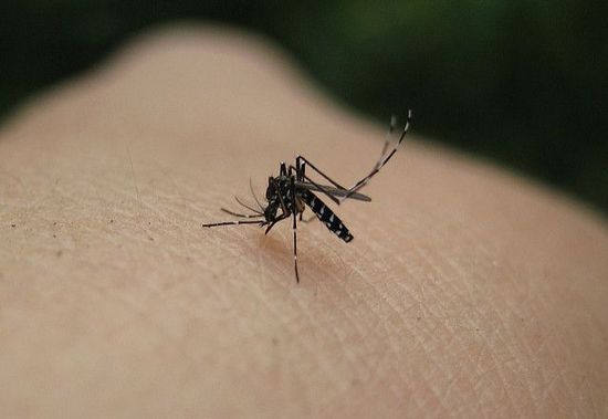 Do Your Mosquito Bites Sting And Swell You Could Have ˜skeeter Syndrome