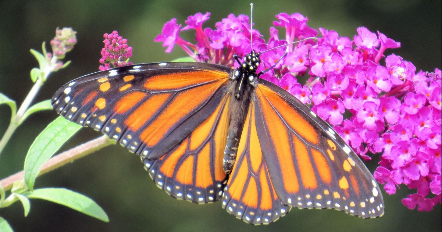 3 Reasons Why You Should Never Plant Butterfly Bush Again