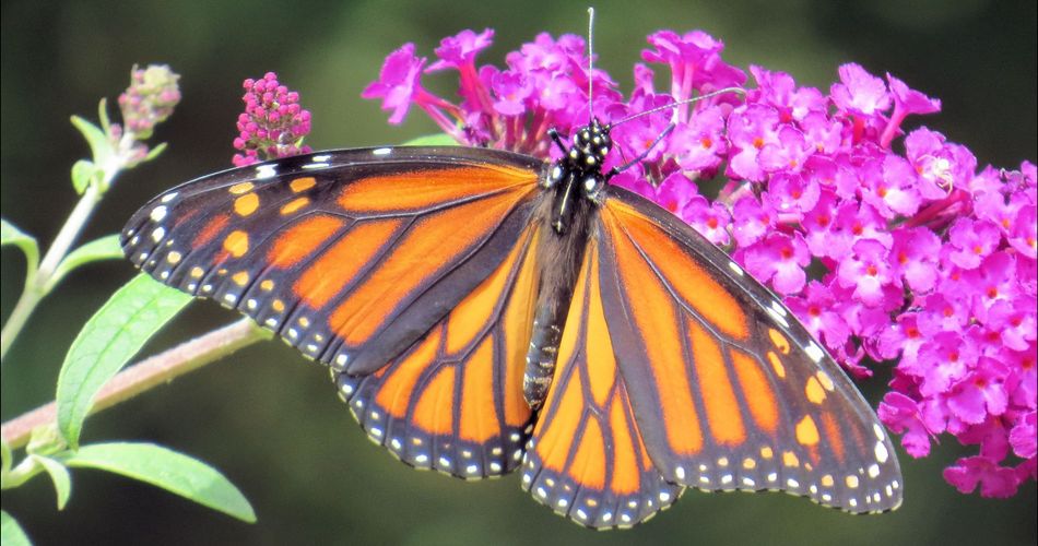 3 Reasons Why You Should Never Plant Butterfly Bush Again