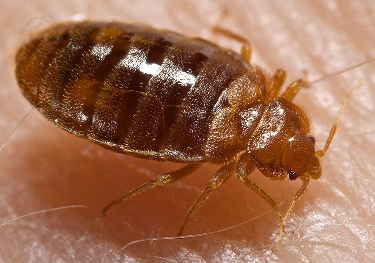 Experts Concerned As 'Bed Bug Epidemic' Spreads Across The Country