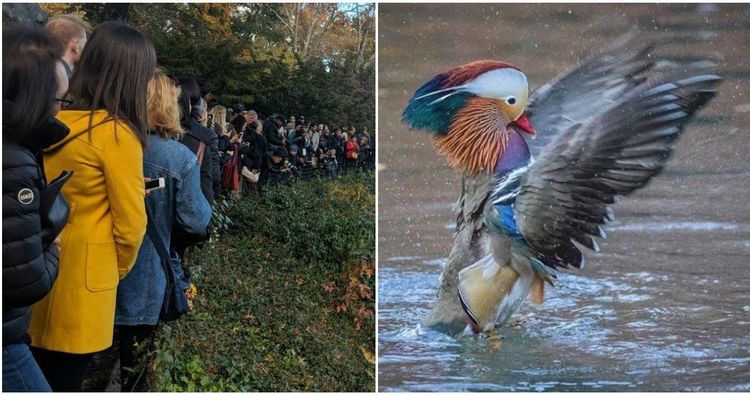 People Are Lining Up To See Central Park's Rare Mandarin Duck (Photos)