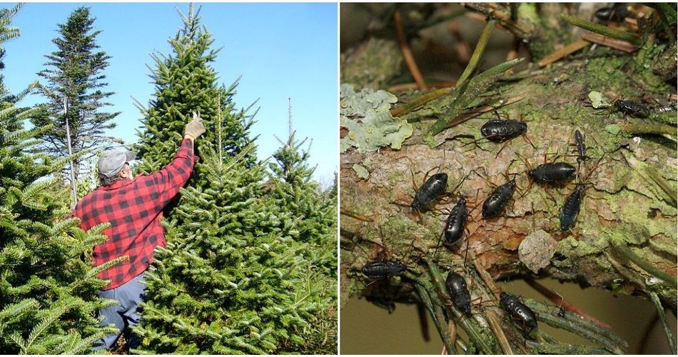 Your Christmas Tree Could Be Crawling With Bugs Here's How To Protect