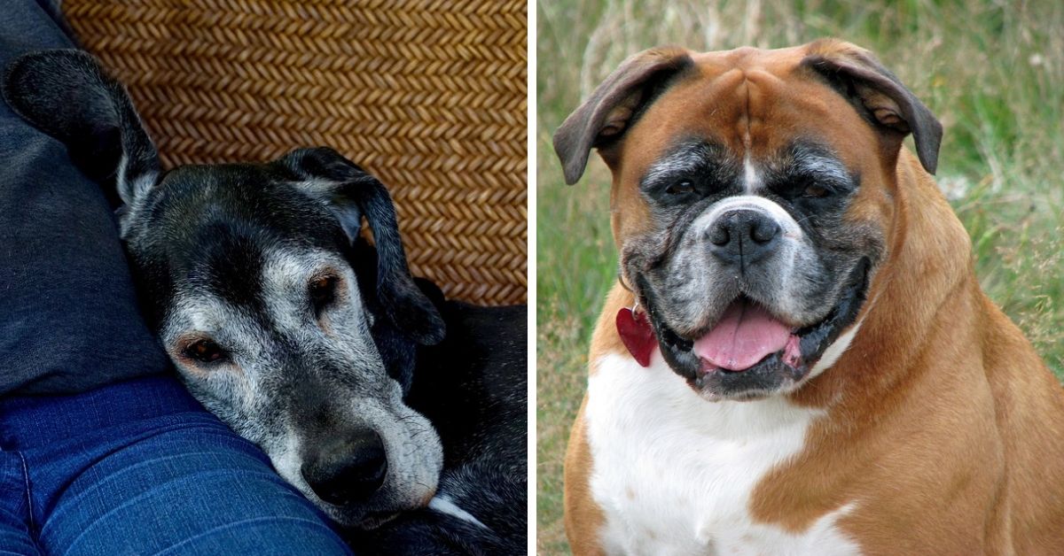 most snuggly dog breeds