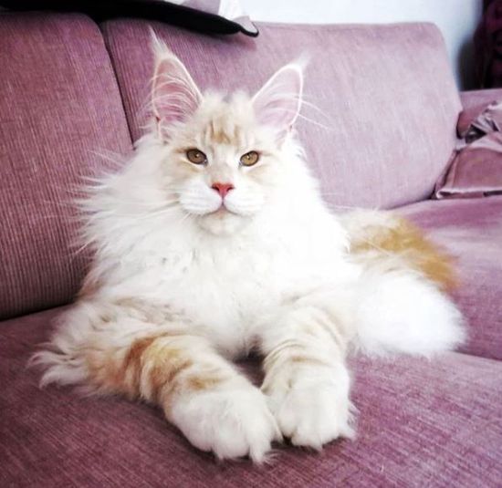 The Internet Is Falling In Love With This Ridiculously Huge Cat