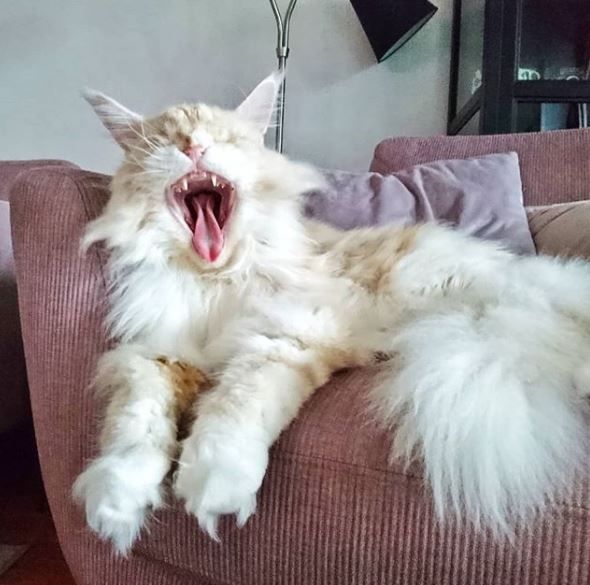 The Internet Is Falling In Love With This Ridiculously Huge Cat