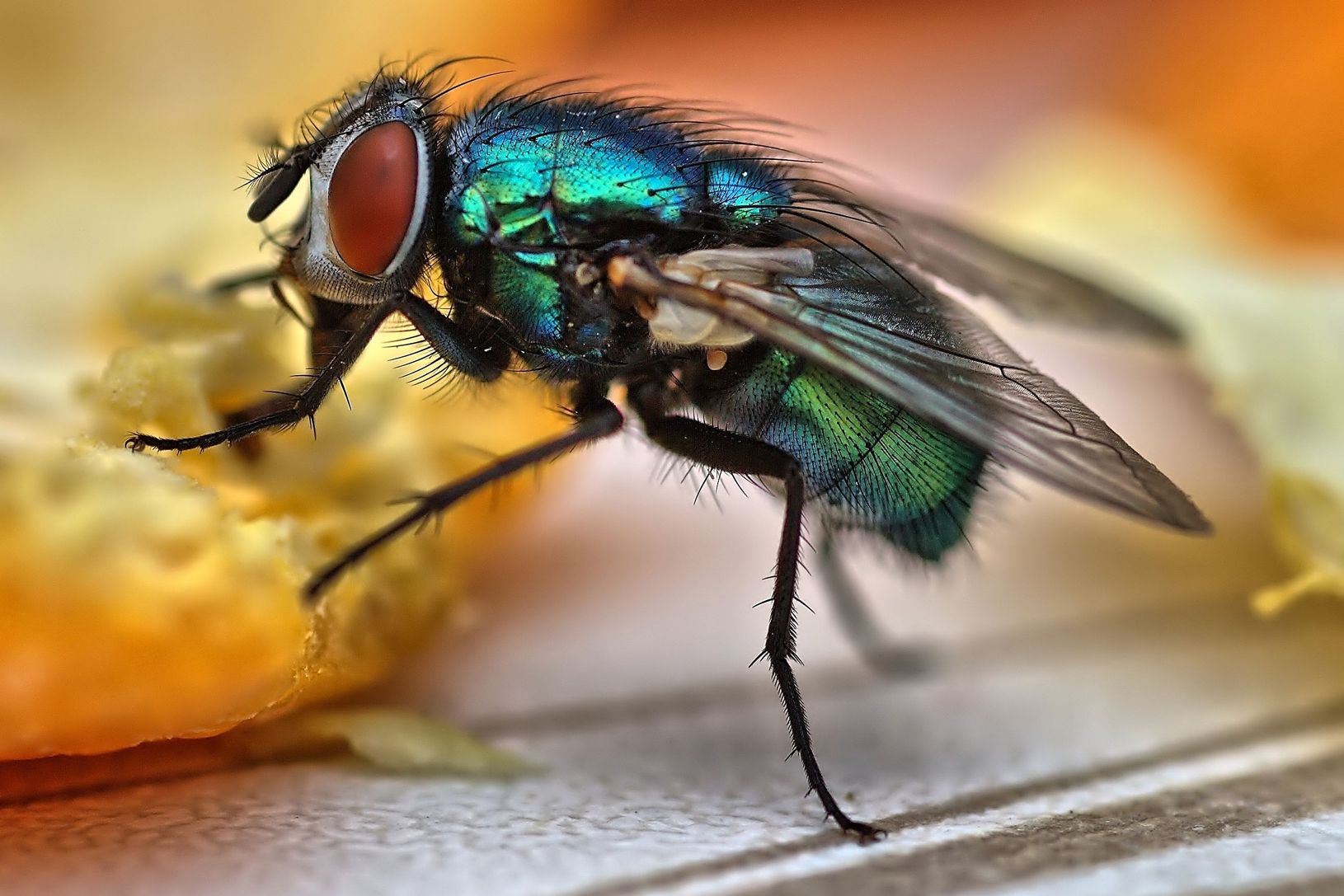 here-s-what-really-happens-when-a-fly-lands-on-your-food-and-it-s-worse