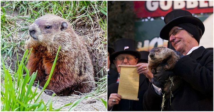 How Did Groundhog Day Start? And How Does It Work?