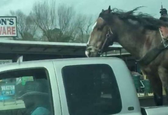 Cops Say Upsetting Video Of Horse In Speeding Pickup Is Completely Legal