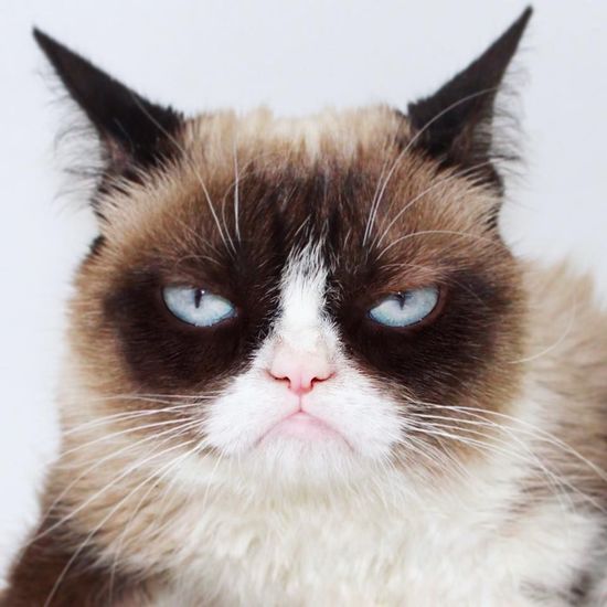 Viral Sensation Grumpy Cat Has Died At Age 7