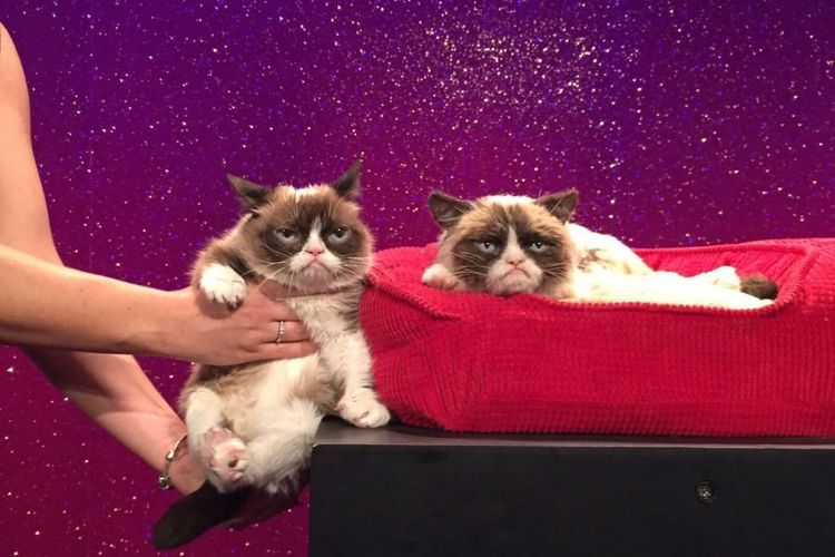 Viral Sensation Grumpy Cat Has Died At Age 7