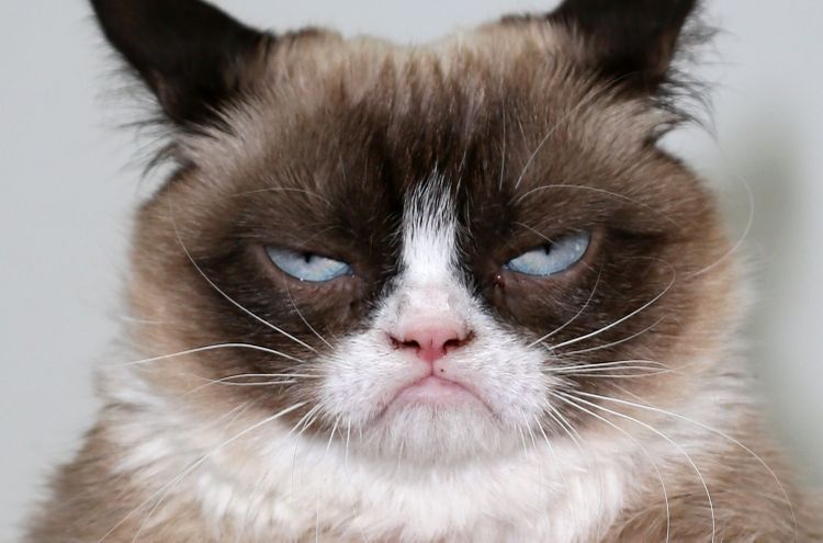 viral-sensation-grumpy-cat-has-died-at-age-7