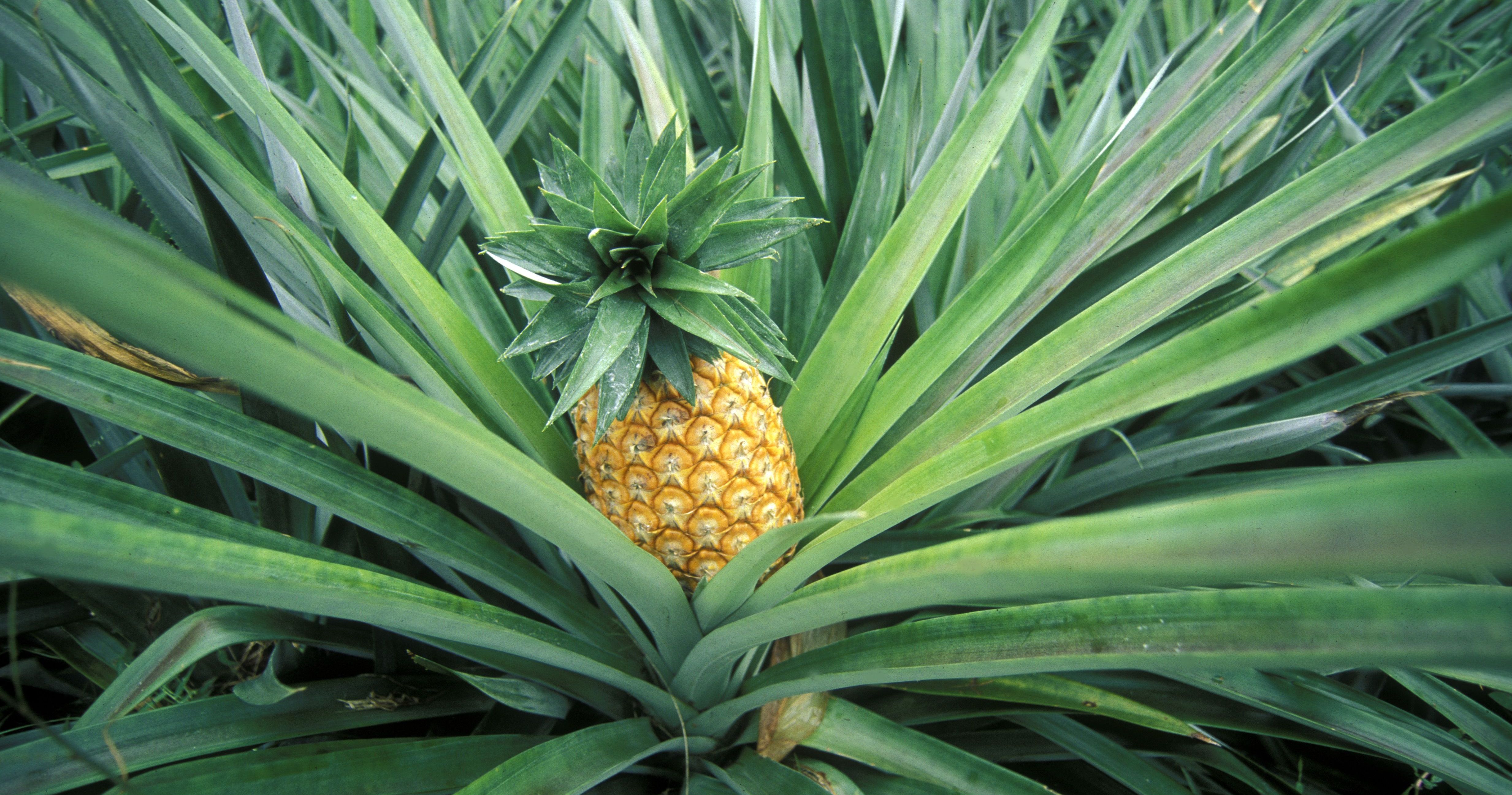 Here s How To Grow A Pineapple At Home In 5 Simple Steps