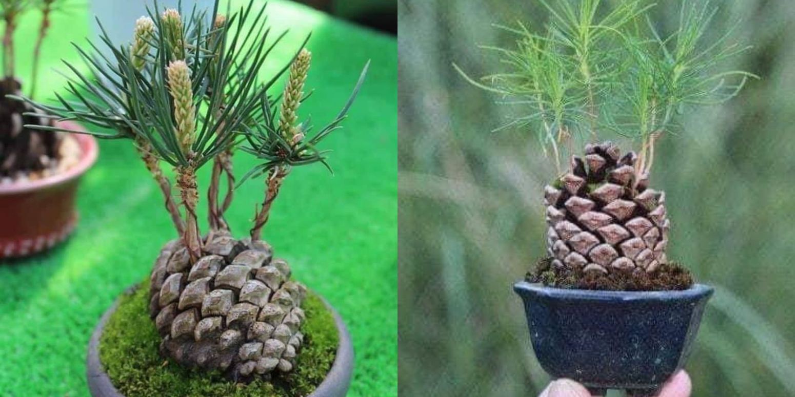 Grow An Adorable Pine Tree From A Cone In Easy Steps