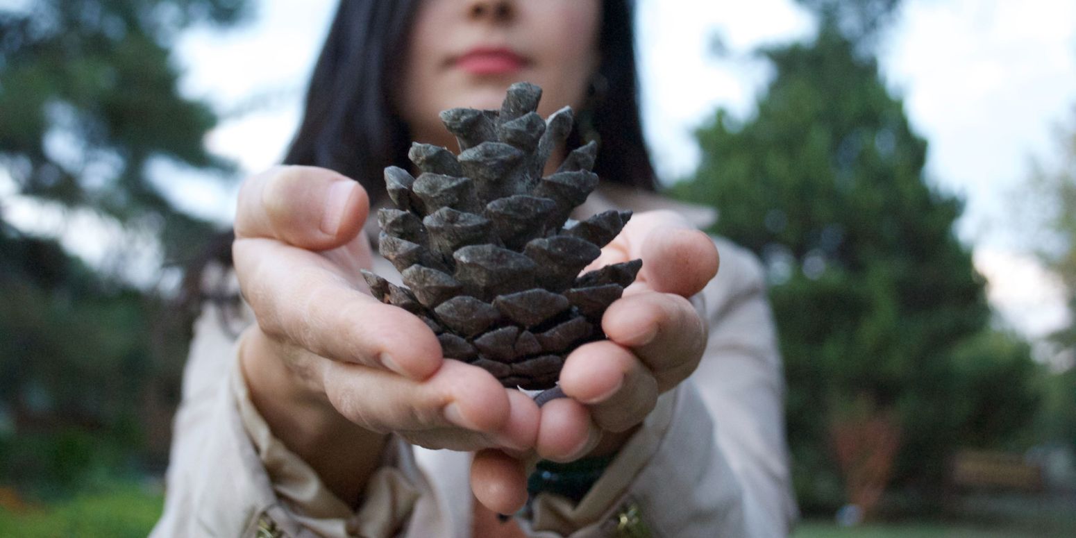 Grow An Adorable Pine Tree From A Cone In 5 Easy Steps